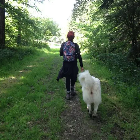 Jolie Tiny House Sous Les Grands Arbres
