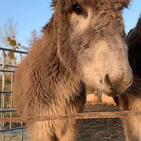 Jolie Tiny House Sous Les Grands Arbres *