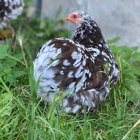 Holiday home Jolie Tiny House Sous Les Grands Arbres *