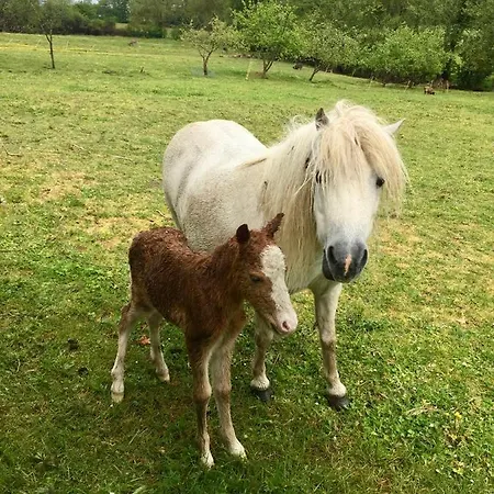 Nyaraló Jolie Tiny House Sous Les Grands Arbres Cholet