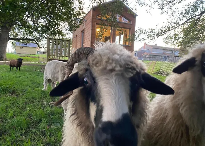 Jolie Tiny House Sous Les Grands Arbres Cholet