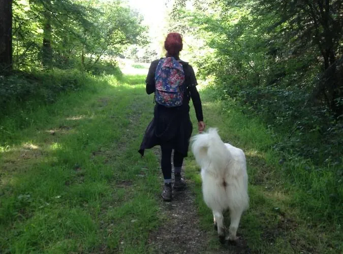 Jolie Tiny House Sous Les Grands Arbres