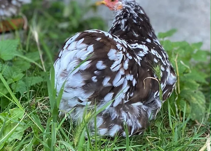 Casa de Férias Jolie Tiny House Sous Les Grands Arbres *