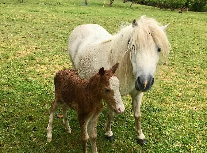 Casa de Férias Jolie Tiny House Sous Les Grands Arbres Cholet